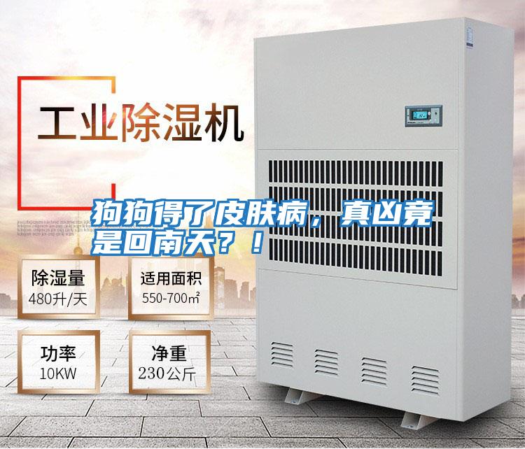 狗狗得了皮膚病，真兇竟是回南天？！