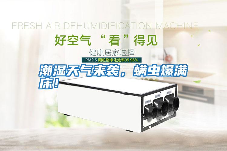 潮濕天氣來襲，螨蟲爆滿床！