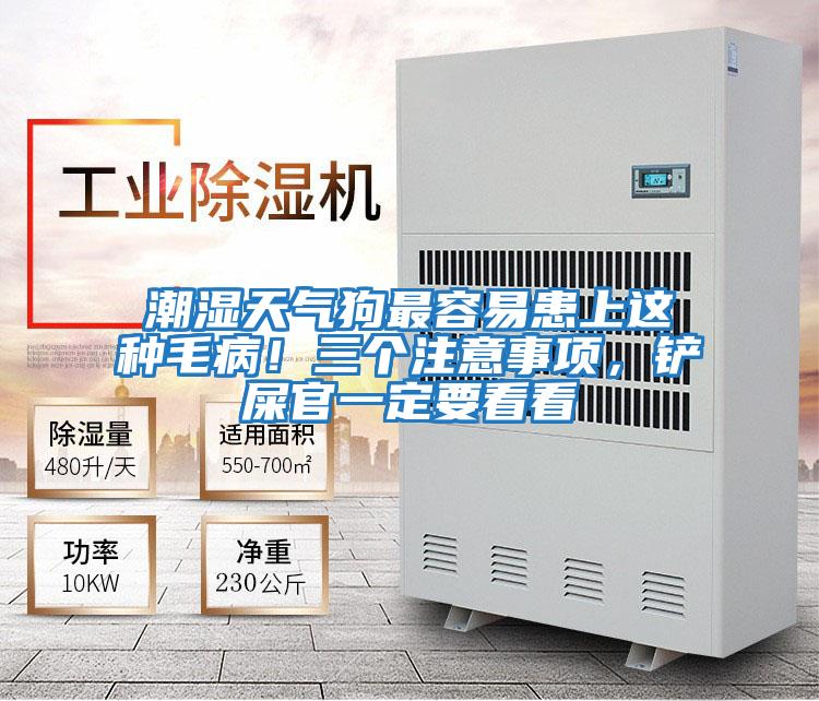 潮濕天氣狗最容易患上這種毛??！三個注意事項，鏟屎官一定要看看