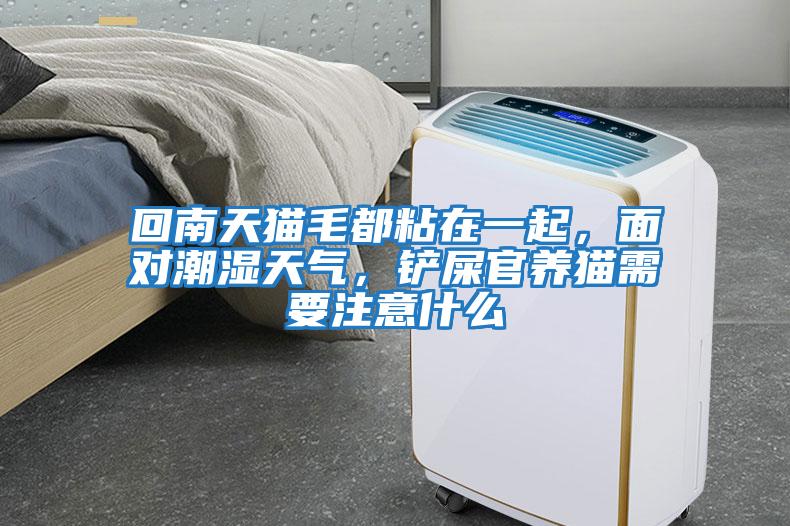 回南天貓毛都粘在一起，面對潮濕天氣，鏟屎官養貓需要注意什么