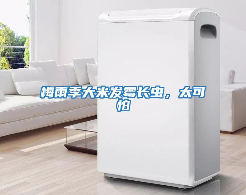 梅雨季大米發霉長蟲，太可怕