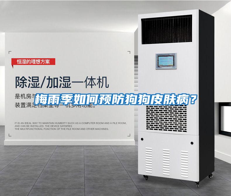 梅雨季如何預防狗狗皮膚病？