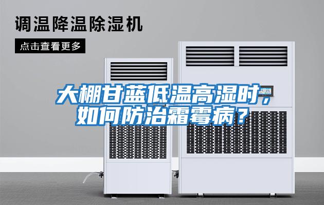 大棚甘藍(lán)低溫高濕時(shí)，如何防治霜霉病？