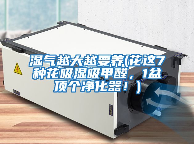 濕氣越大越要養(花這7種花吸濕吸甲醛，1盆頂個凈化器！)