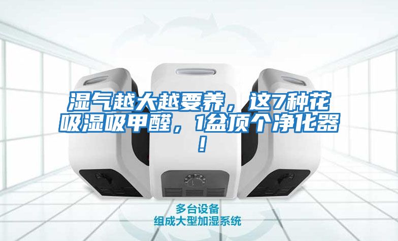 濕氣越大越要養(yǎng)，這7種花吸濕吸甲醛，1盆頂個(gè)凈化器！